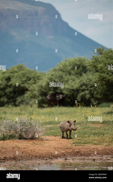 Warthog At Watering Hole Marataba Marakele National Park South