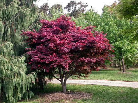 Acer Palmatum Atropurpureum Purple Japanese Maple Buy In Ukraine A