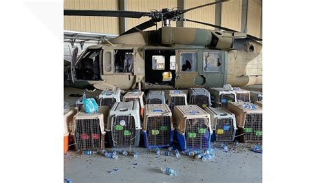 No Caged Military Dogs Left By Us At Kabul Airport