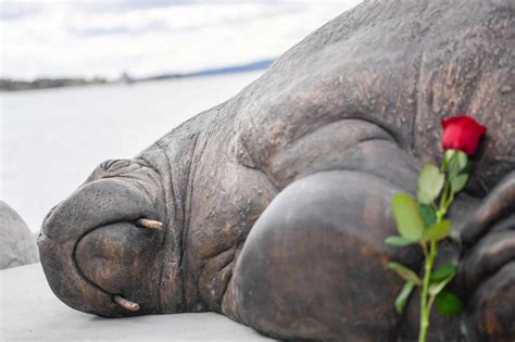 Sculpture of Euthanized Walrus Freya Euthanized Unveiled