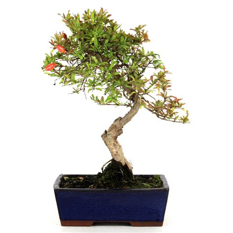 Granatapfel Bersicht Onlineshop Oyaki Bonsai