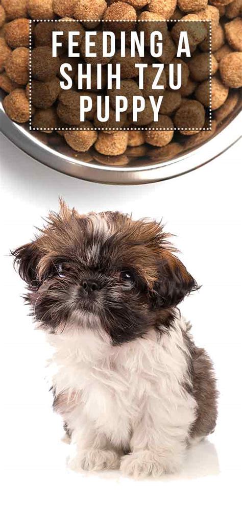 What Shih Tzu Can Eat