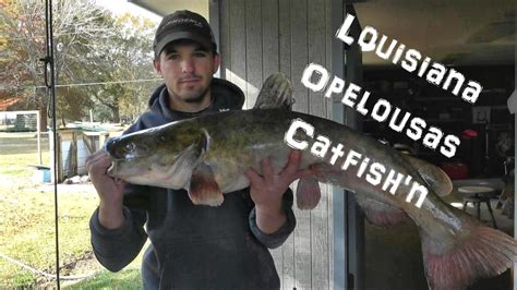 Big Louisiana Opelousas Catfish Trotline Fishing For Flathead Youtube