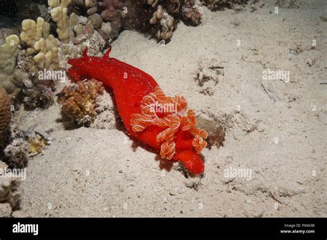 Spanish dancer fish at the Red Sea Stock Photo - Alamy