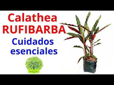 Guía completa de cuidados para tu Calathea Rufibarba consejos y