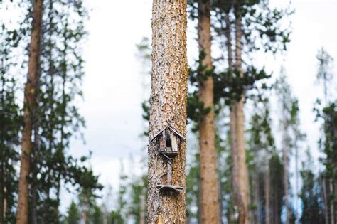 Vogelhaus Auf Baumstamm Im Wald Lizenzfreies Stockfoto