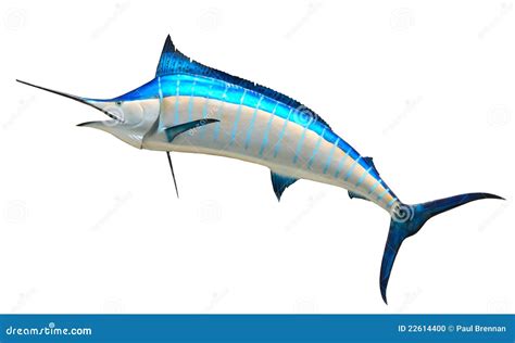 Blue Marlin Fish Stock Photo Image Of Nose Animal View 22614400