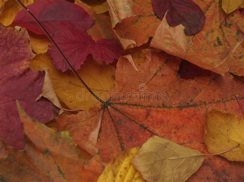 Fallen Colorful Autumn Leaves Lie On The Ground Stock Photo Image Of