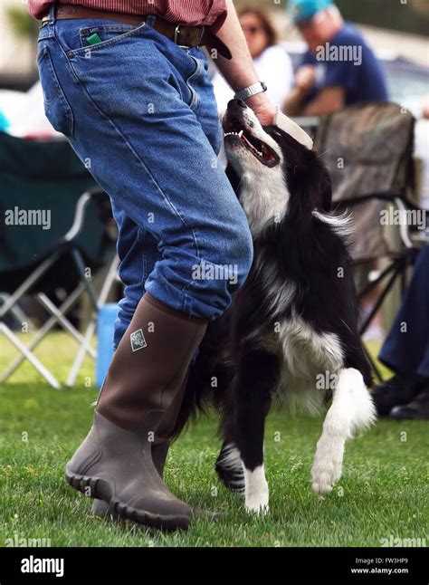 A Demonstration Of Border Collie Herding Skills At The Inaugural Myrtle