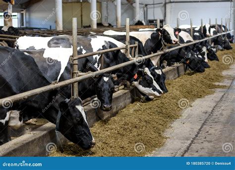 Modern Farm Cowshed With Milking Cows Eating Hay Stock Photo Image Of