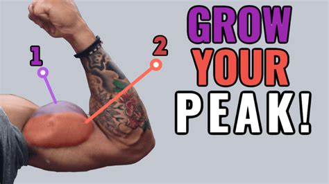 Peak Workout Long Head Bicep Exercises Size And Defenition