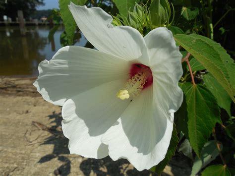 Maryland Biodiversity Project Crimson Eyed Rosemallow Hibiscus Moscheutos