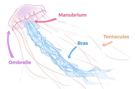 Comment dessiner une méduse Blog Dessindigo