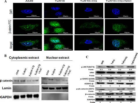 Inhibition Of Autophagy With Cq Causes Ros Mediated Down Regulation Of