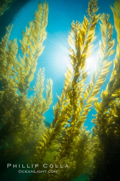 The Kelp Forest Offshore Of La Jolla California Macrocystis Pyrifera