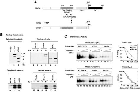 Nuclear Translocation And Dna Binding Activity Of Stat Mutant