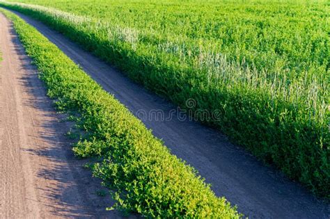 Dirt Road Along The Edge Of A Green Field Of Clover Stock Photo Image