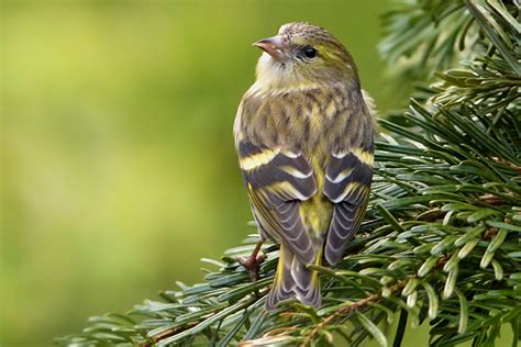 Gratis Afbeeldingen Boom Tak Winter Bloem Dier Vrouw Wildlife