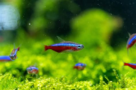 These 4 Freshwater Fish Species Are the Easiest to Take Care Of - Pets ...