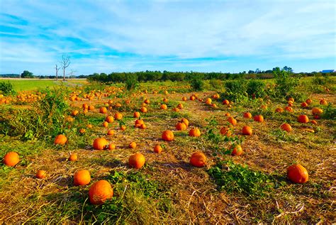 8 Fun Pumpkin Patches & Fall Activities Handpicked Just for Families