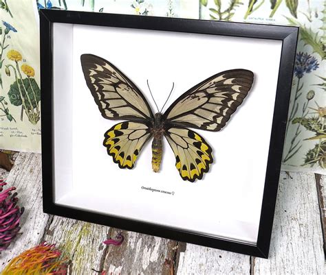 Ornithoptera Croesus Female Label Bits And Bugs