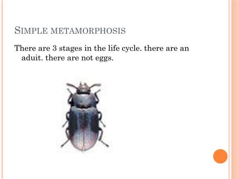 PPT - Darkling beetle PowerPoint Presentation, free download - ID:1895813