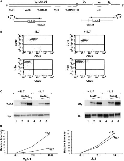 Transient IL 7 IL 7R Signaling Provides A Mechanism For Feedback