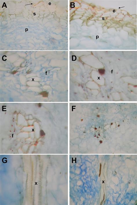 Micrographs Of Curcuma Longa L Rhizome Sections A And B Cross Section Download Scientific