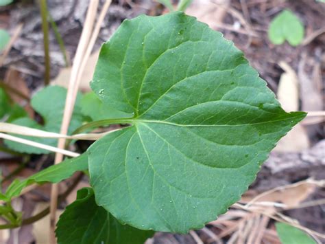 Broad Leaf Photos Of Viola Canadensis Violaceae