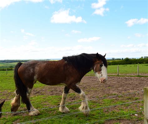 50 Shades of Bay Horses | Colors, Traits, & Fun Facts!