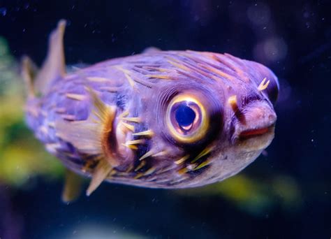 Puffer Fish At The Sea Life Aquarium In Melbourne Austral Kenneth