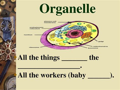 Cell Parts Vocabulary Ppt Download