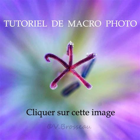 Tutoriel Macro Photo Couleurs Nature De V Ronique Brosseau Matossy