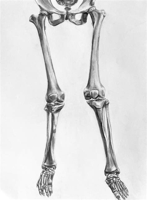 Leg Anatomy Anatomy Bones Anatomy Study Anatomy Reference The Human