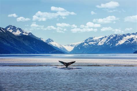 Humpback whales in Alaska still flourishing in the absence of cruise ...