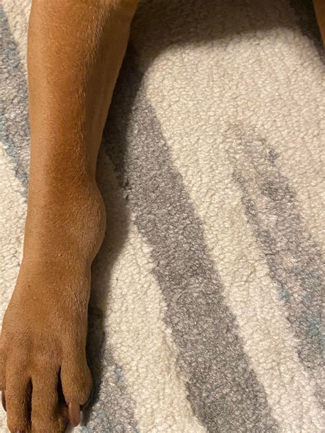 ways to fish limping without vet 12