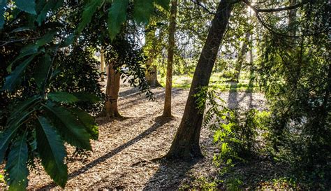 Jornal de Leiria Município de Leiria planta 20 mil árvores na Mata