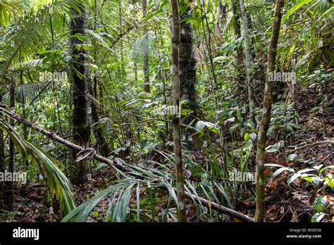 Cubierta De Tierra Densa Fotos e Imágenes de stock Alamy