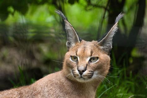 10 Types Of Wild Cats