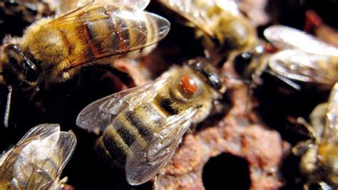 Actu Résultats de la campagne de comptage varroa de l automne 2023