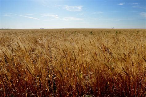 In The United States One Acre Of Wheat Yields An Average Of Around 40 Bushels Of Wheat A