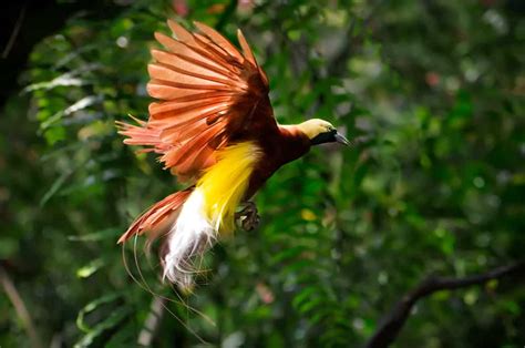 Bird of Paradise Symbolism: 6 Spiritual Meanings of Bird of Paradise