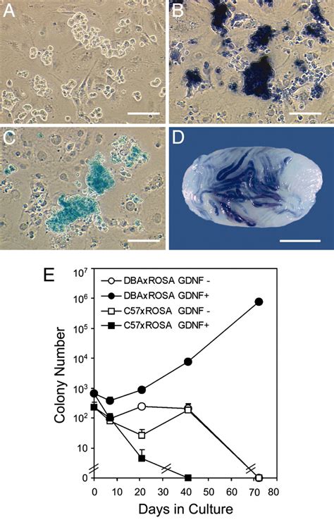 Growth Factors Essential For Self Renewal And Expansion Of Mouse