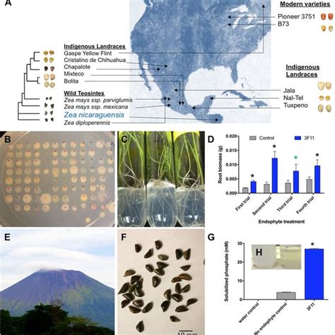 Testing Bacterial Endophytes From Seeds Of Diverse Wild Ancient And