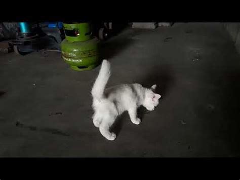 Ini Ada Anak Kucing Sagat Tampan Danlicu Youtube