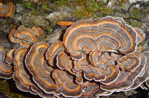 Turkey Tail Mushrooms A Simple Identification Technique