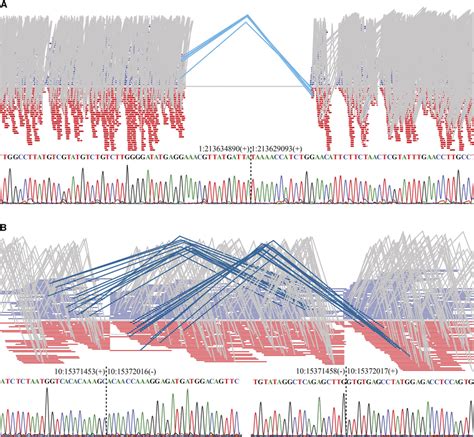 Structural Variants In The AHR Genome Representative Visualization Of