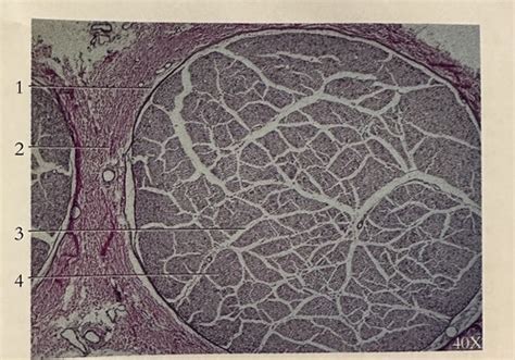 Photographic Atlas: Histology (Exam 4) Flashcards | Quizlet 