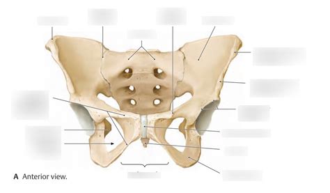 Diagram Pelvis F Minin Vue Ant Rieure Quizlet