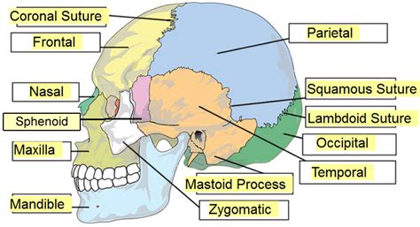 [DIAGRAM] Anatomy Skull Diagram Labeled - MYDIAGRAM.ONLINE